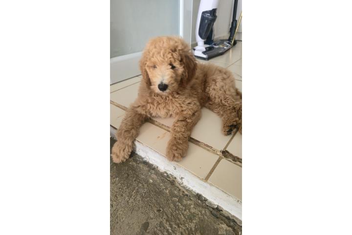 Goldendoodle Puerto Rico