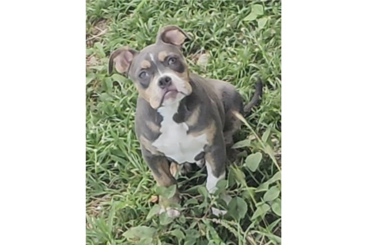 American bully trindle Blue Puerto Rico