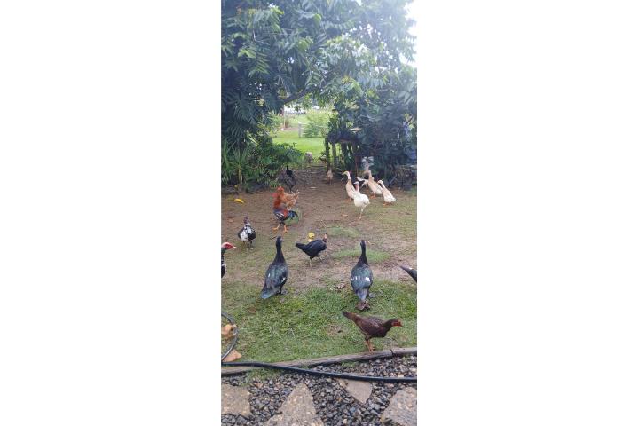 Patos muchos y gallinas  Puerto Rico