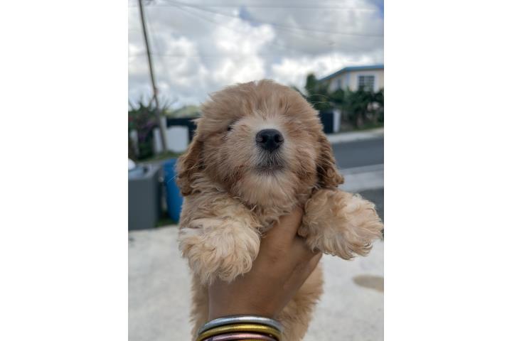 Poodle toy macho apricot Puerto Rico