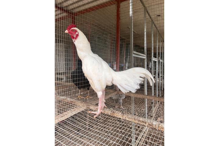 Gallino blanco oriental