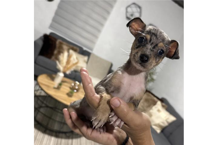 Chihuahua Merle macho  Puerto Rico