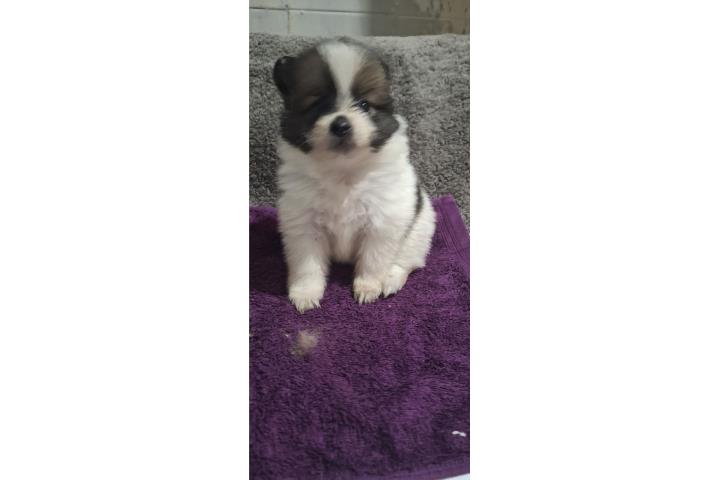 Pomerian nena Puerto Rico