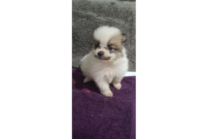 Pomerian macho Puerto Rico