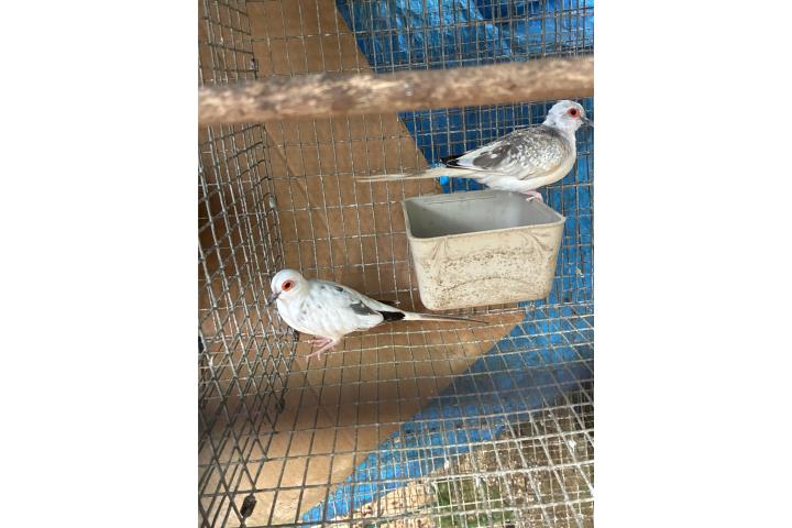 Pareja palomita diamante  Puerto Rico