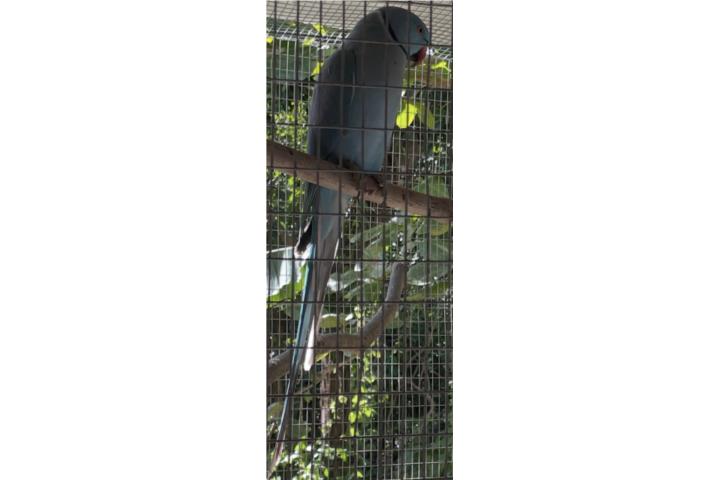 Hermoso Ring Nek Azul Puerto Rico