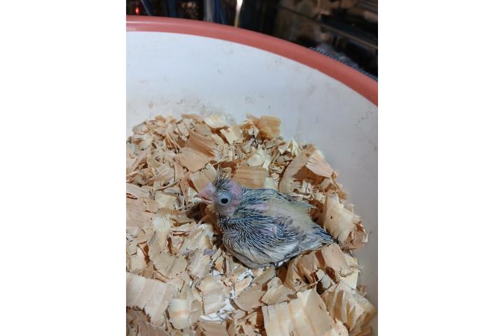 Bebe de cockatiel esmeralda  Puerto Rico