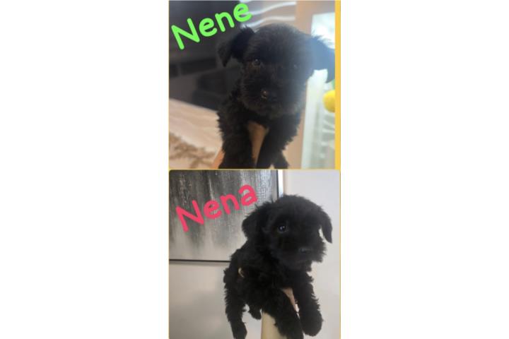 Schnauzer  Puerto Rico