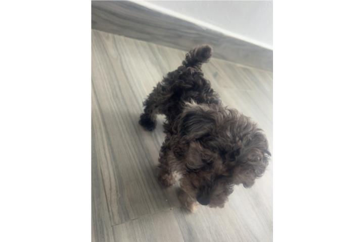 Tea cup poodle  Puerto Rico