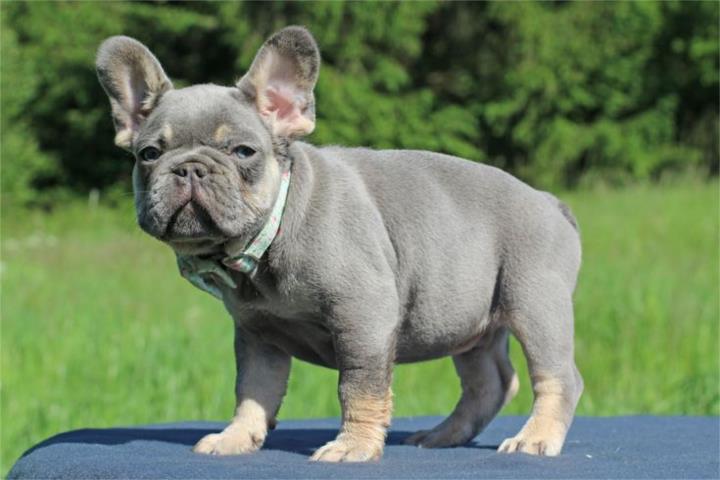 French bulldog frenchy Puerto Rico