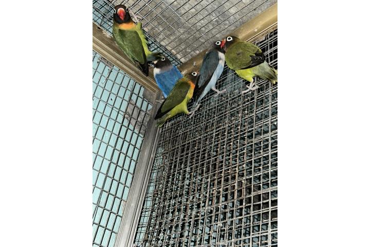 3 parejas de Blackcheeks  Puerto Rico