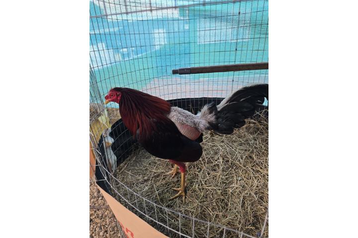 Gallos  peliados Puerto Rico