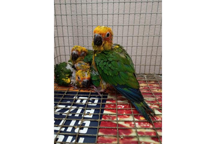 Sunconure b.b Puerto Rico