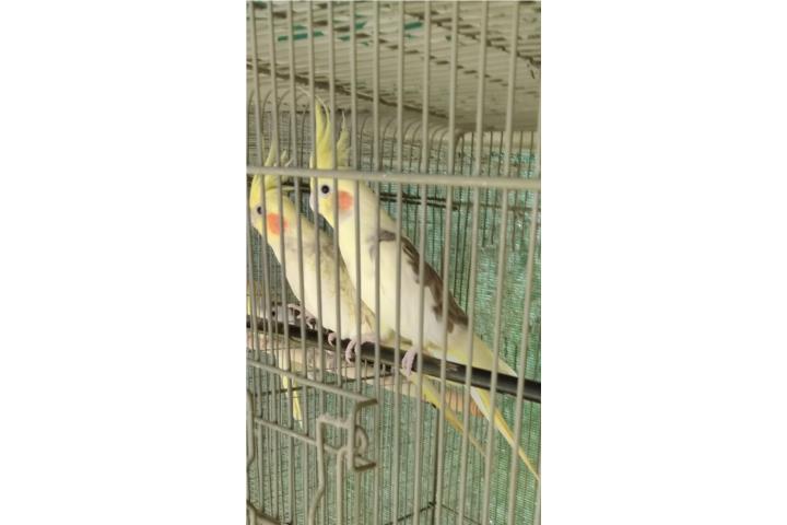 COCKATIELES UNICOS Y HERMOSOS COCKATIEL Puerto Rico
