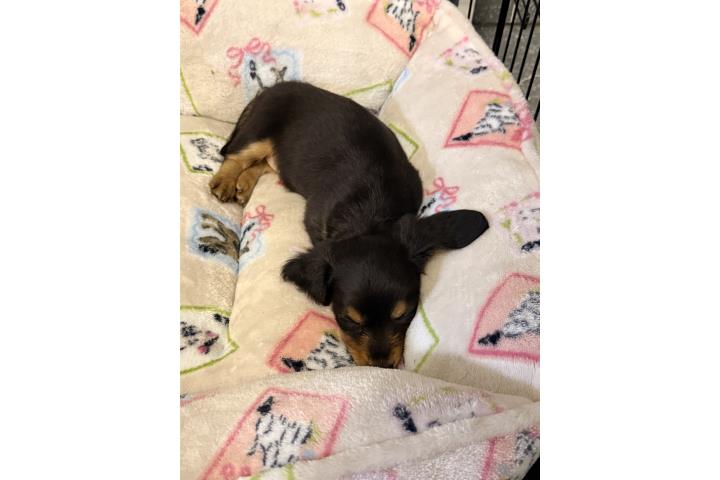 Salchicha dachshund hembra Puerto Rico