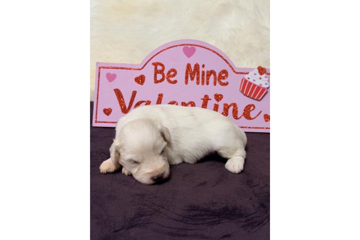 Mini Schnauzer  Puerto Rico