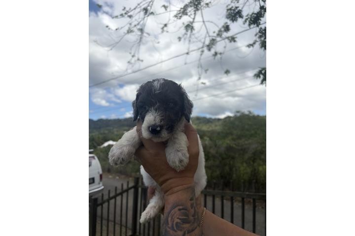 Poodle Standard Hembra   Puerto Rico