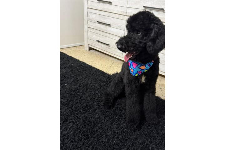 Se llama Ronnie, tiene un año y es juguetona. Puerto Rico