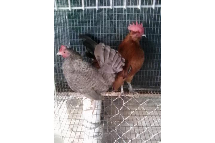 Pareja de kiris  Puerto Rico