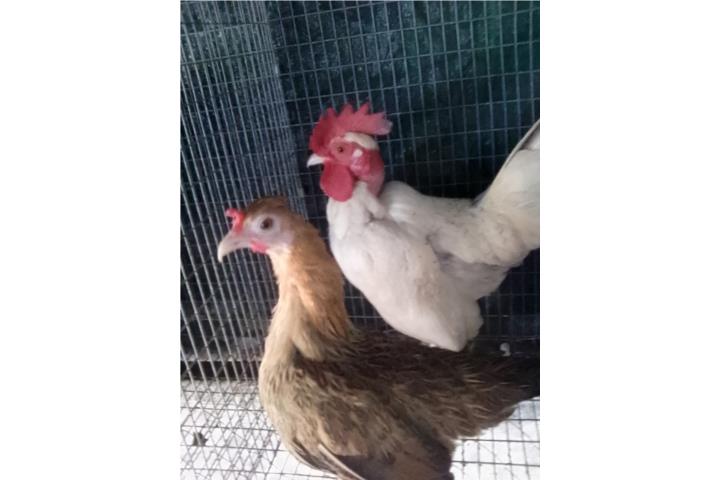 Venta de pareja kiris- macho es japones  Puerto Rico