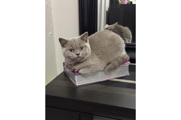 British Shorthair  Puerto Rico