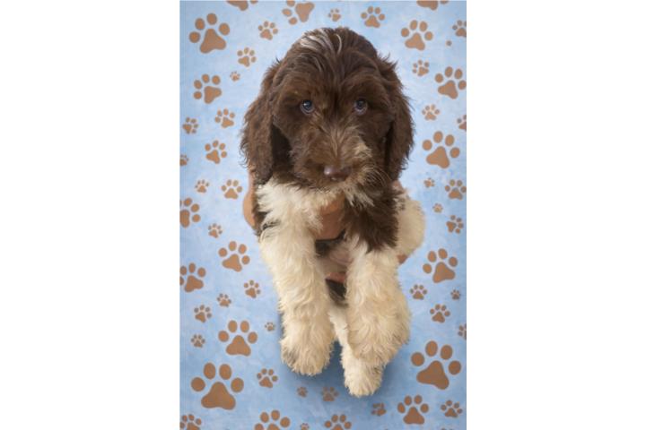 GoldenDoodle nene Puerto Rico