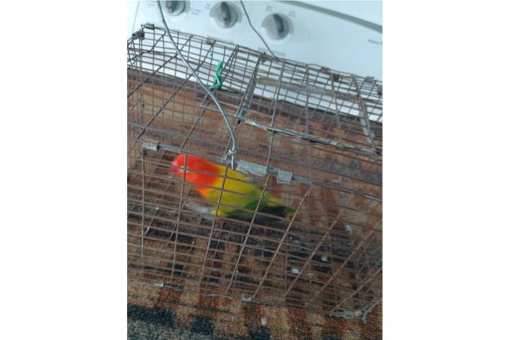 Opalina Awning Puerto Rico