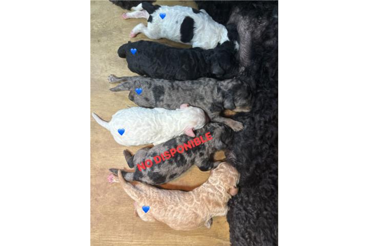 Mini Poodle nenes (variedad de colores) Puerto Rico