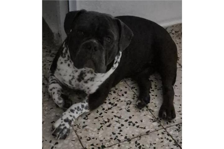 Perro Bully para adopción  Puerto Rico
