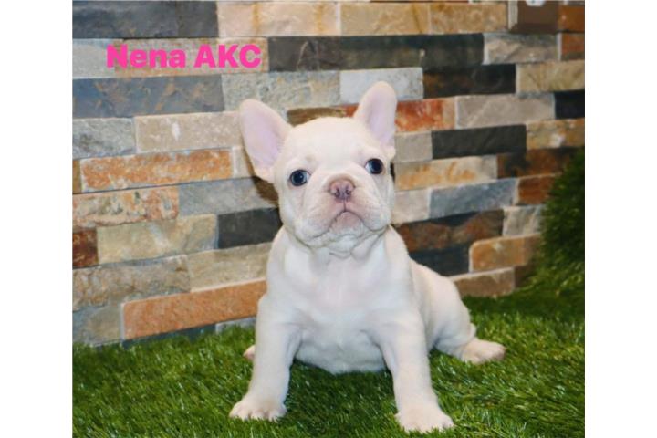 French Bulldog  Puerto Rico