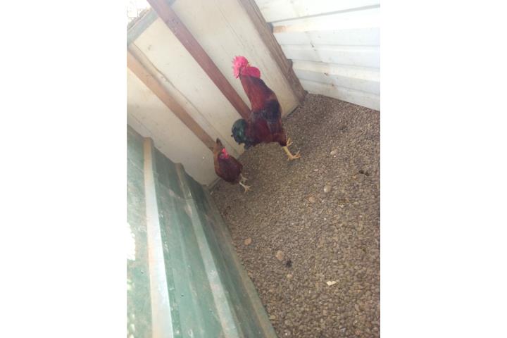 Diferentes razas de ponedoras por parejas Puerto Rico