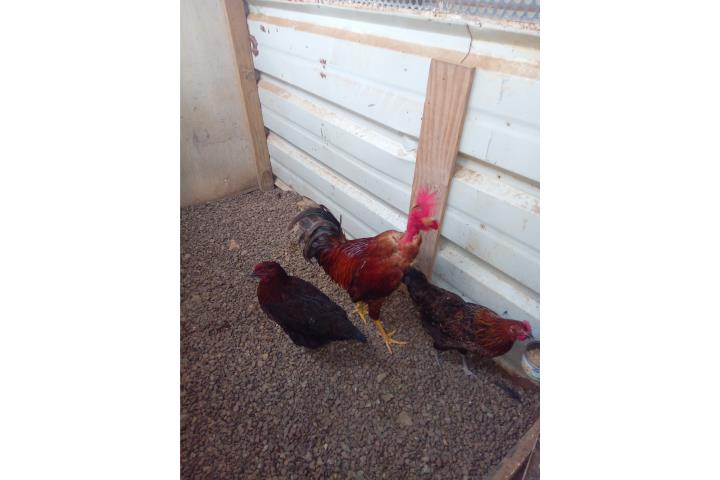 Gallo y gallinas pirocas Puerto Rico