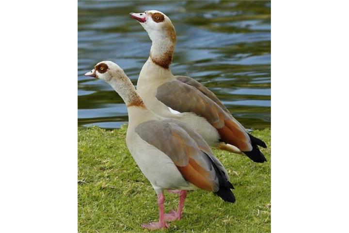 Gansos Egipcios juveniles preciosos   Puerto Rico