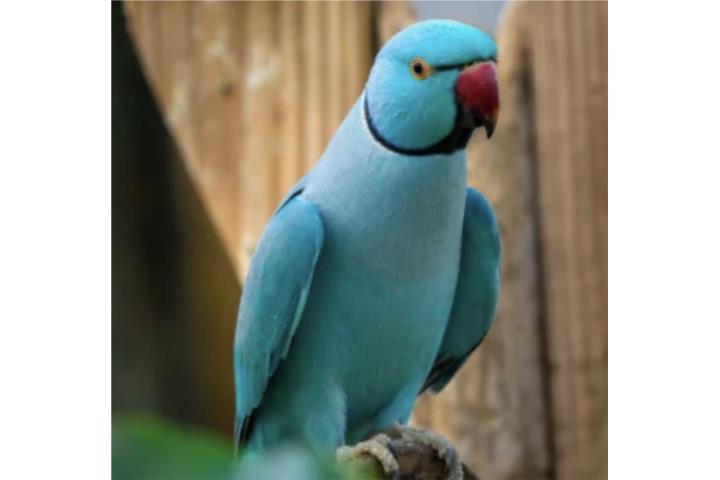 Ringneck Macho azul hermoso Puerto Rico