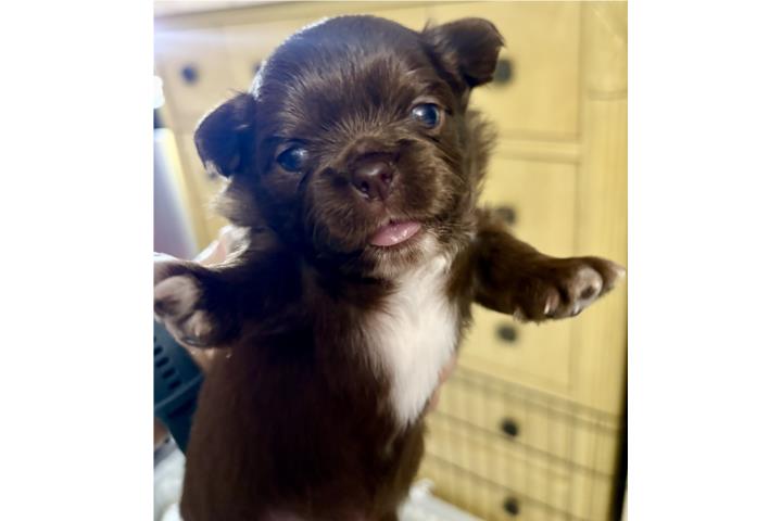 Chihuahua macho pelo largo chocolate   Puerto Rico