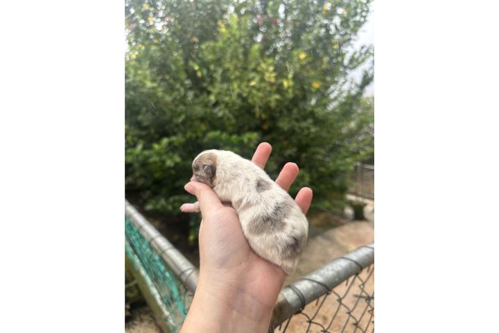 Pomeranian party merle Macho  Puerto Rico