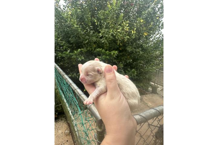 Pomeranian party crema Macho Puerto Rico