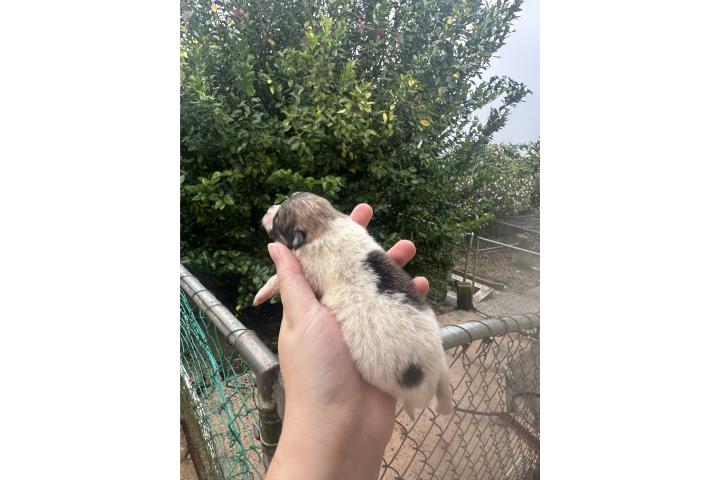 Pomeranian hembras variedad Puerto Rico