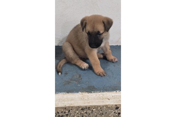Pastor aleman con Pastor Belga Puerto Rico