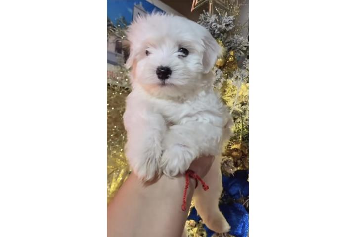 Maltés   Puerto Rico