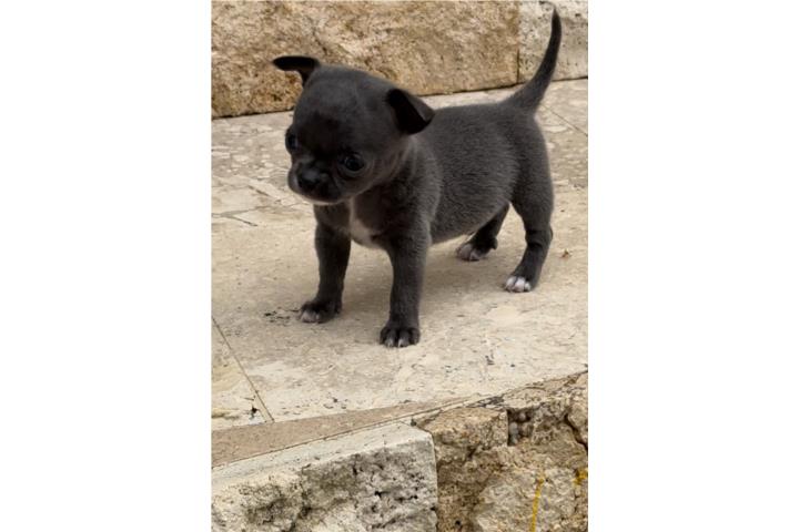 CHIHUAHUA AZUL CABEZA de MANZANA  Puerto Rico