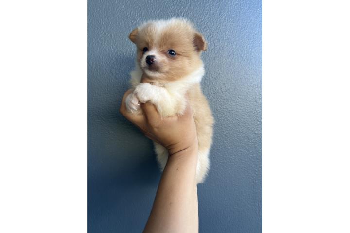 Pomeranian nenas Puerto Rico