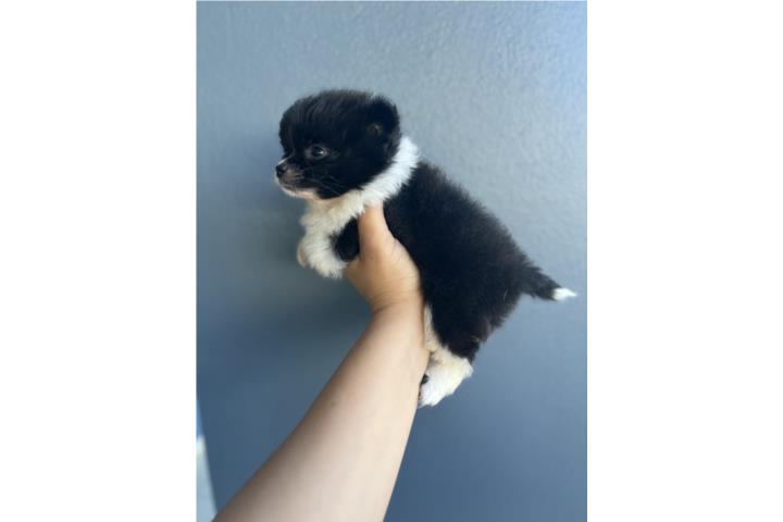 Pomeranian nena Puerto Rico