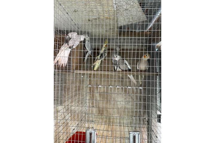 Cockatieles  Puerto Rico