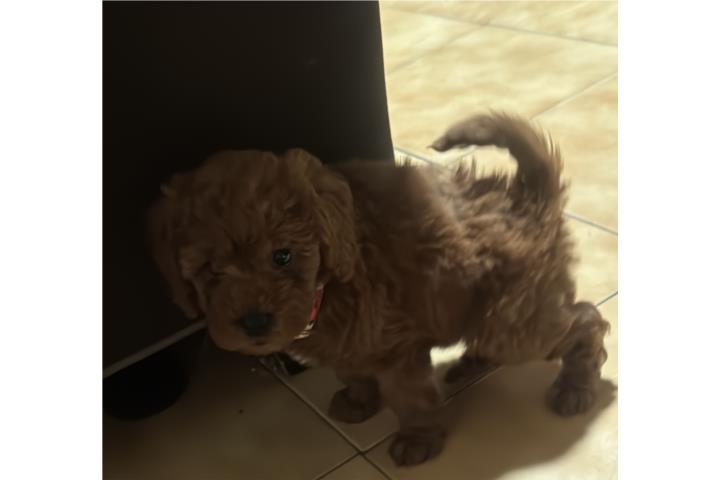 Mini Goldendoodle nena  Puerto Rico