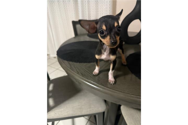 Chihuahua nene 3 m 250 Puerto Rico