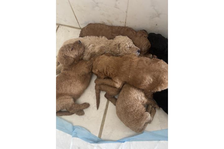 Golden doodles están bellos y bien cuidados  Puerto Rico