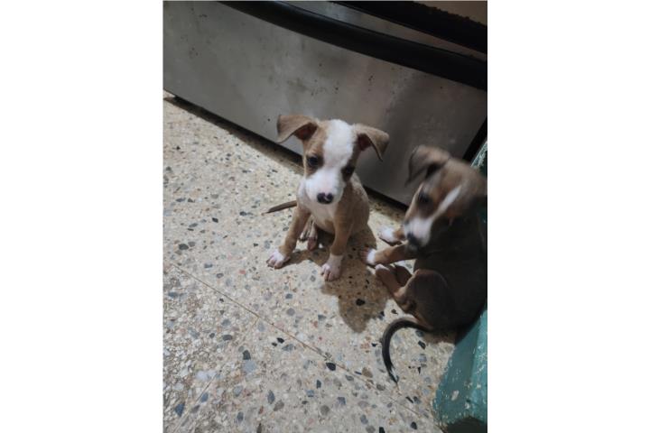 Se regala perrito Puerto Rico