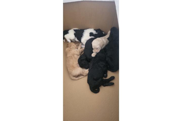 Venta de Golden Doodles Puerto Rico