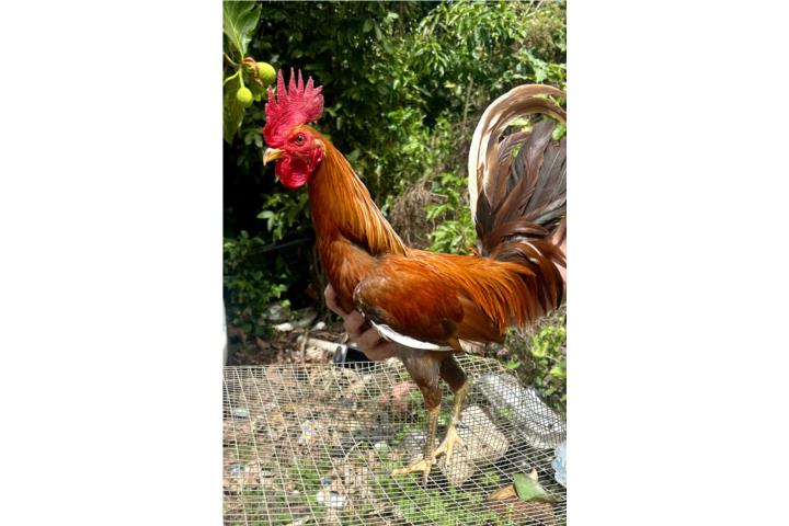 Gallo melon pati verde Puerto Rico